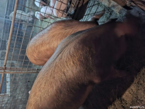 Vând porc gras - imagine 4