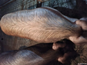 Vând porc gras - imagine 2