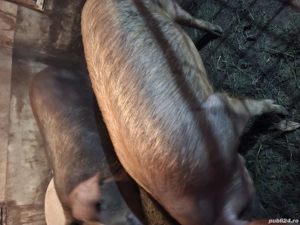 Vând porc gras - imagine 3