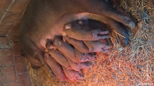 purcei durok rasa pura - imagine 3