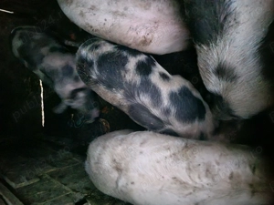 porci de vanzare,asiguram si transport