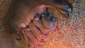 purcei durok rasa pura - imagine 2