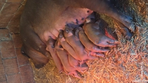 purcei durok rasa pura - imagine 4