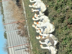 Gâște leșești de vanzare - imagine 4