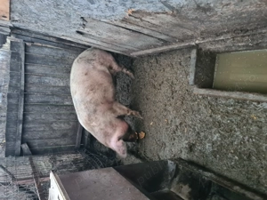 porci de vânzare  - imagine 3
