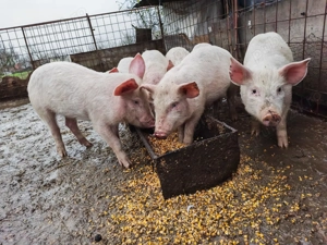 Vând 5 porci   2 luni   500 lei buc