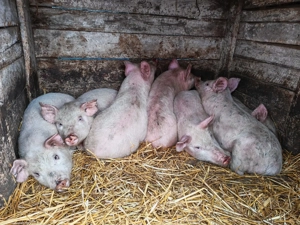Vând 5 porci   2 luni   500 lei buc - imagine 2