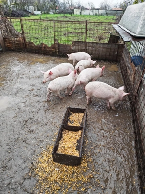 Vând 5 porci   2 luni   500 lei buc - imagine 3
