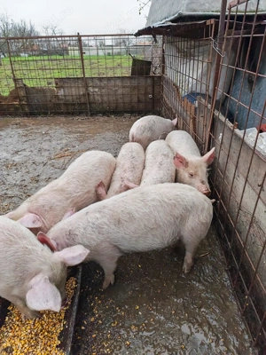 Vând 5 porci   2 luni   500 lei buc - imagine 5