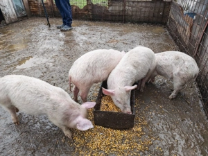 Vând 5 porci   2 luni   500 lei buc - imagine 4