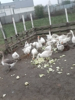 Gâște leșești de vanzare