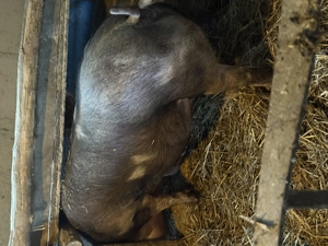 Scroafa gestanta de vanzare 