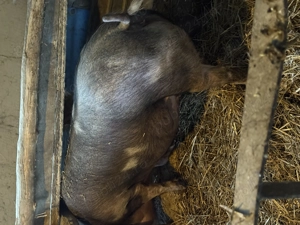 Scroafe  gestante de vanzare 