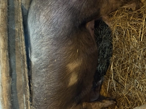 Scroafe  gestante de vanzare  - imagine 2