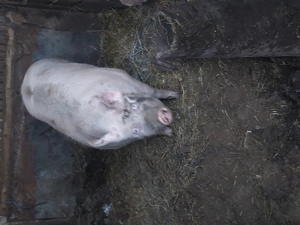 Vand porci ,curci și curcani!