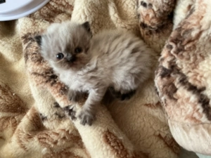 Pisicuța persana chincilla silver shaded - imagine 5