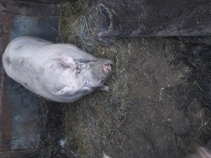 Vand porci ,curci și curcani! - imagine 2