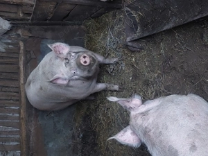 Vand porci ,curci și curcani! - imagine 3