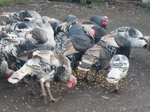 Vand porci ,curci și curcani! - imagine 4