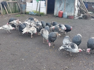 Vand porci ,curci și curcani! - imagine 6