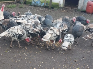 Vand porci ,curci și curcani! - imagine 5