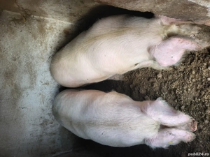 Porci pentru sacrificat - imagine 3