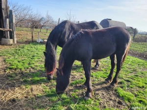 vand iapa friz cu o manza - imagine 3