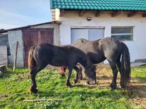 vand iapa friz cu o manza - imagine 2