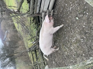 Vând porci crescuți natural!