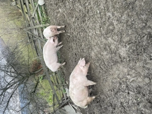 Vând porci crescuți natural! - imagine 4