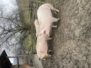 Vând porci crescuți natural! - imagine 3