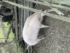 Vând porci crescuți natural! - imagine 2