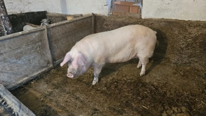 Vand 2 porci 120-160kg - imagine 3