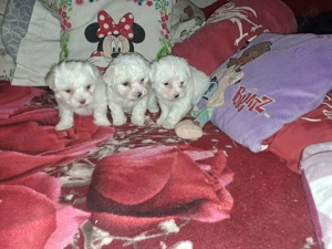 Bichon maltez toy