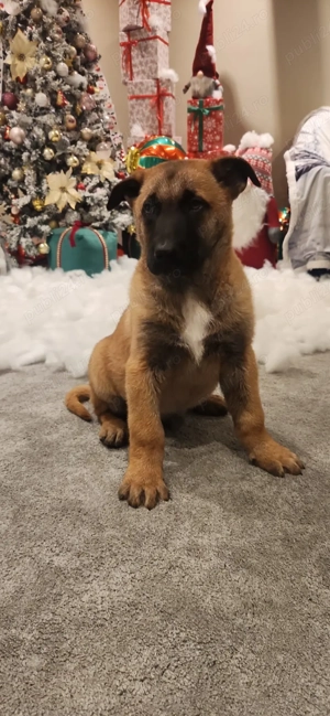 Belgian malinois  - imagine 2