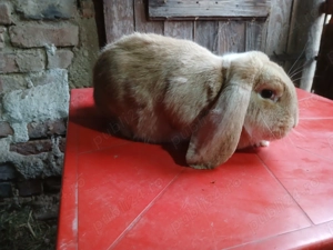 iepuri de vinzare - imagine 2