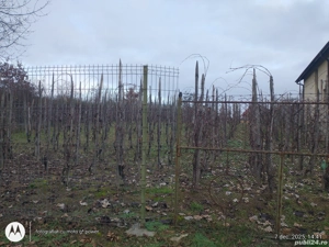 19.900 E Tautii Magherausi 5 ari jumate loc perfect de casa,toate utilitatile - imagine 2