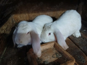 iepuri de vinzare - imagine 3