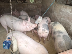 Vand  2 porci de tara cu coada - imagine 2