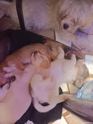 vând cățeluși  - imagine 2