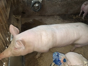 Vand  2 porci de tara - imagine 4