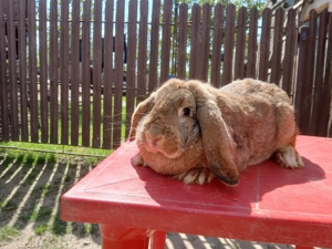 iepuri de vinzare - imagine 4