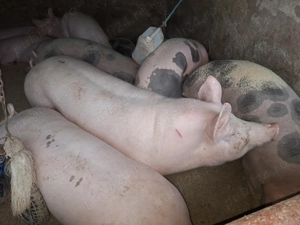 Vand 2 porci de casa nu sunt de ferma