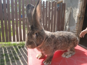 iepuri de vinzare - imagine 5