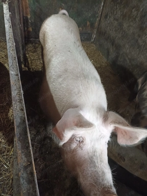 Porci de vanzare - imagine 4
