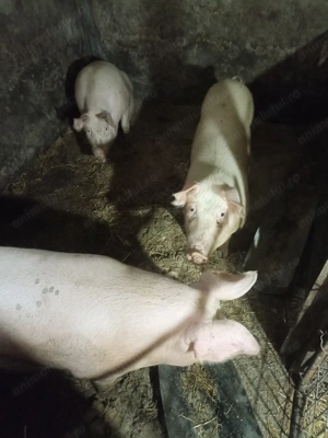 Porci de vanzare - imagine 2