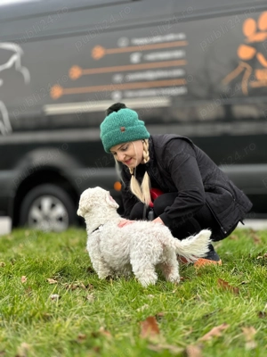 Transport caini si pisici 