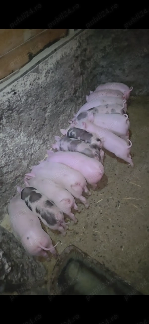 Purcei de vanzare - imagine 2