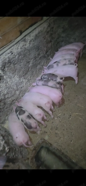 Purcei de vanzare - imagine 4