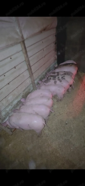 Purcei de vanzare - imagine 3